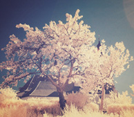 短信连环呼叫软件